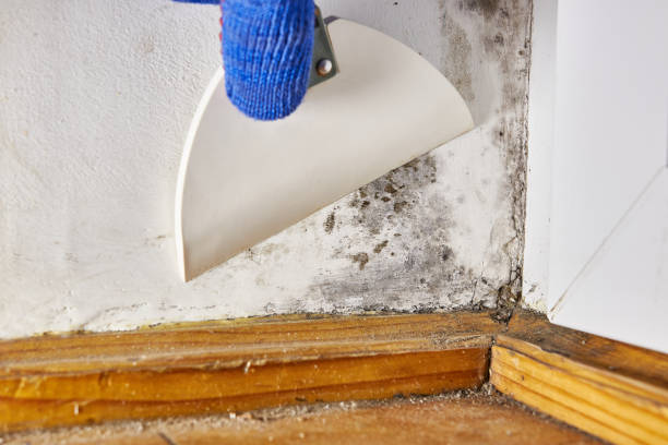 Best Environmental Consulting for Mold Prevention  in Mount Vernon, IN